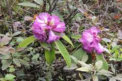 Rhododendron nivale